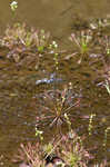 Spoonleaf sundew